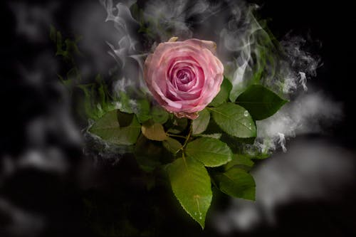 Free stock photo of fantasie, flowers, rose