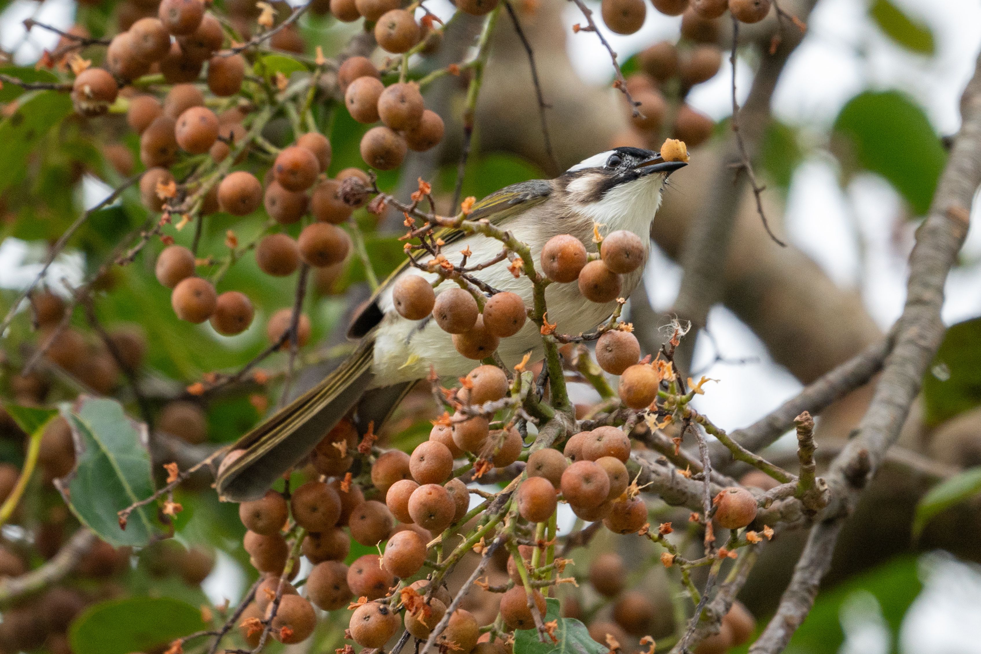 Bird Among Berries in a Tree Close-Up · Free Stock Photo