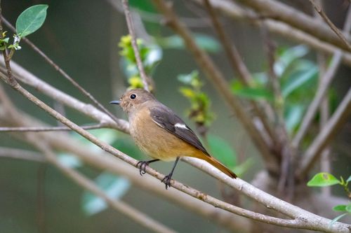Free A small bird perched on a branch, surrounded by lush greenery, showcasing nature's beauty. Stock Photo