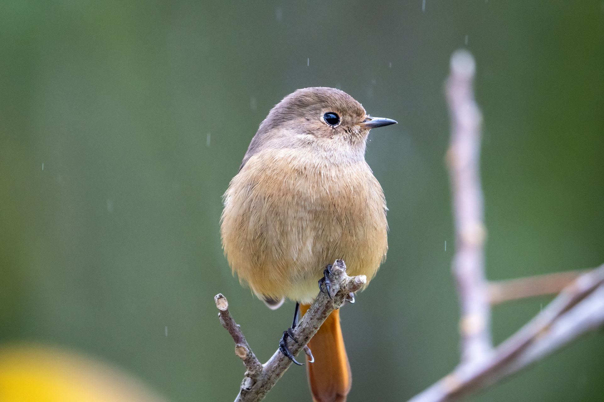 A detailed shot of a small bird perched on a twig during light rain, showcasing its feathers.