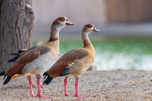 Two Egyptian geese by a pond with vibrant plumage under natural daylight.