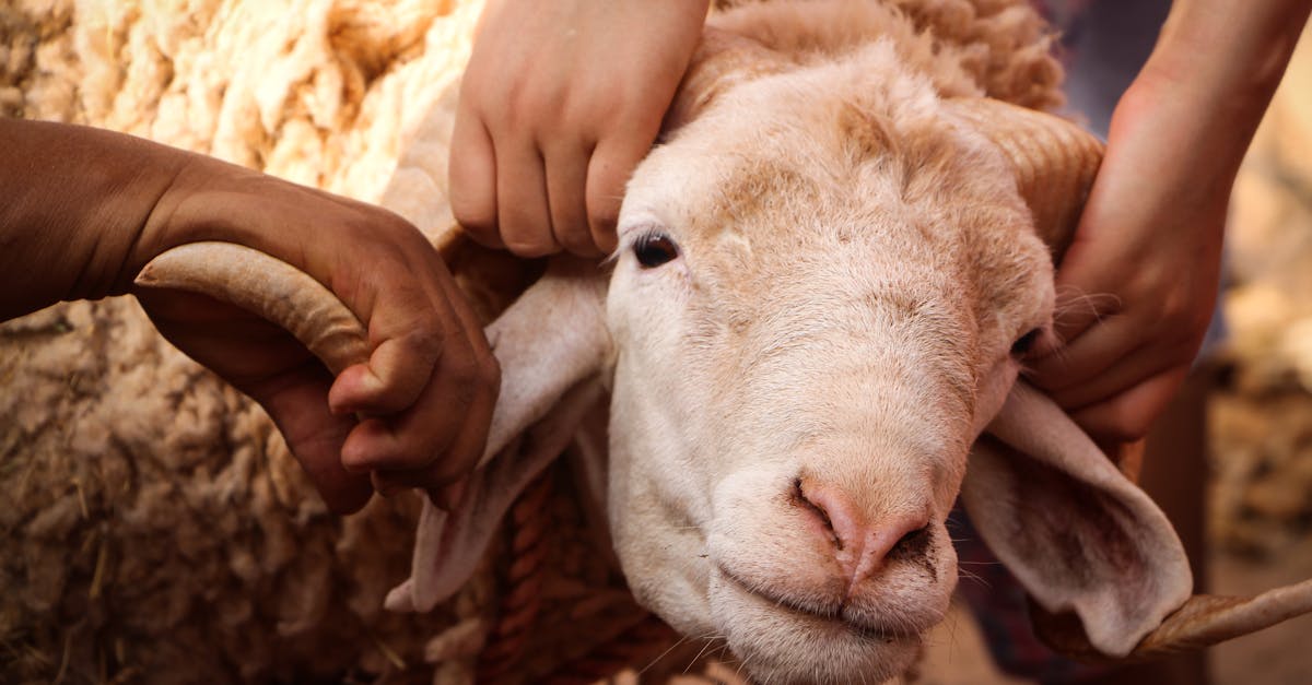 Goat cheese tastes like lamb