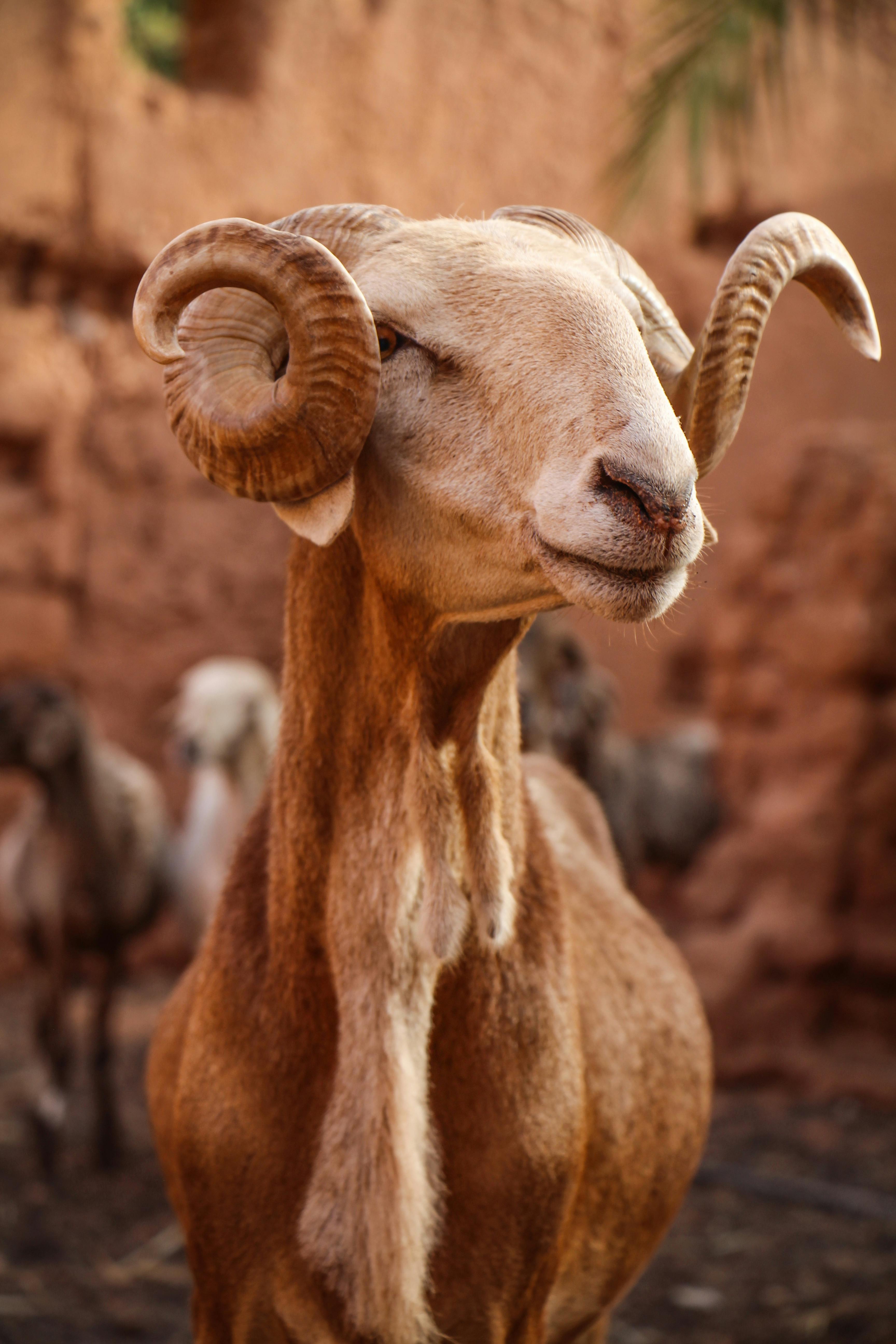 Close-up of an Algerian Arab Sheep · Free Stock Photo