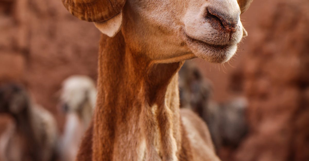 Close-up of an Algerian Arab Sheep · Free Stock Photo