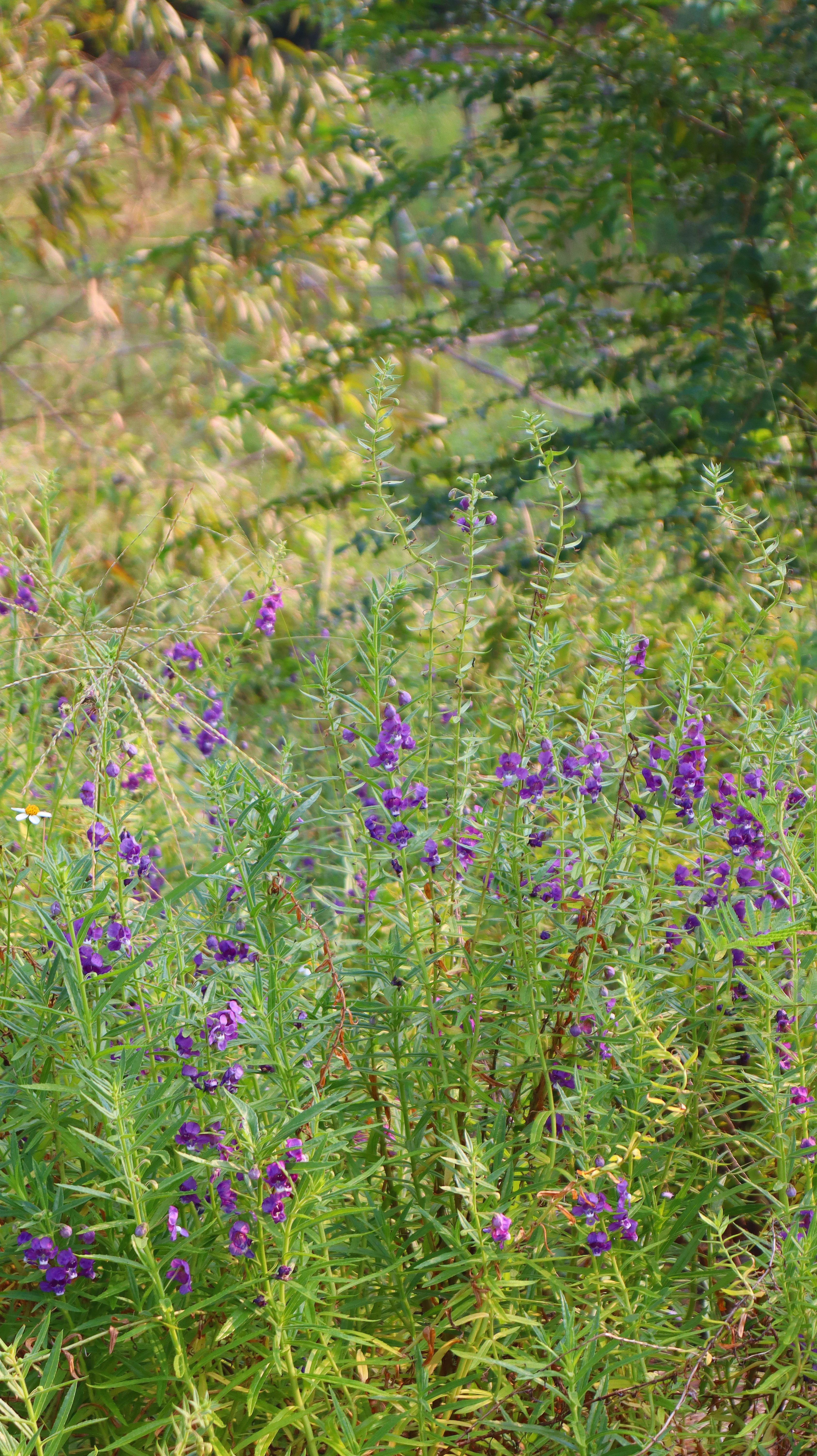 Vibrant Purple Wildflowers in Lush Green Meadow · Free Stock Photo