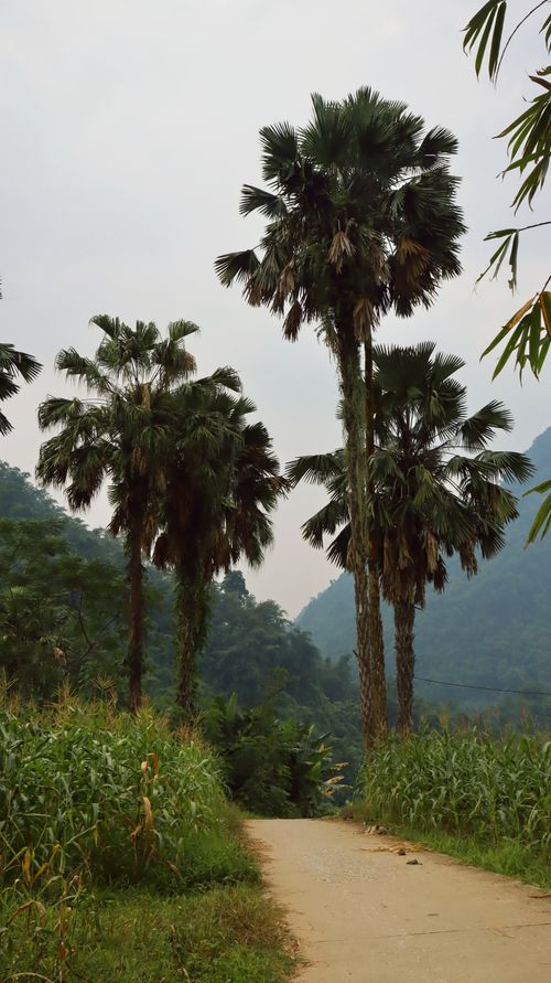 Free Majestic palm trees tower beside a tranquil path in a lush green landscape. Stock Photo