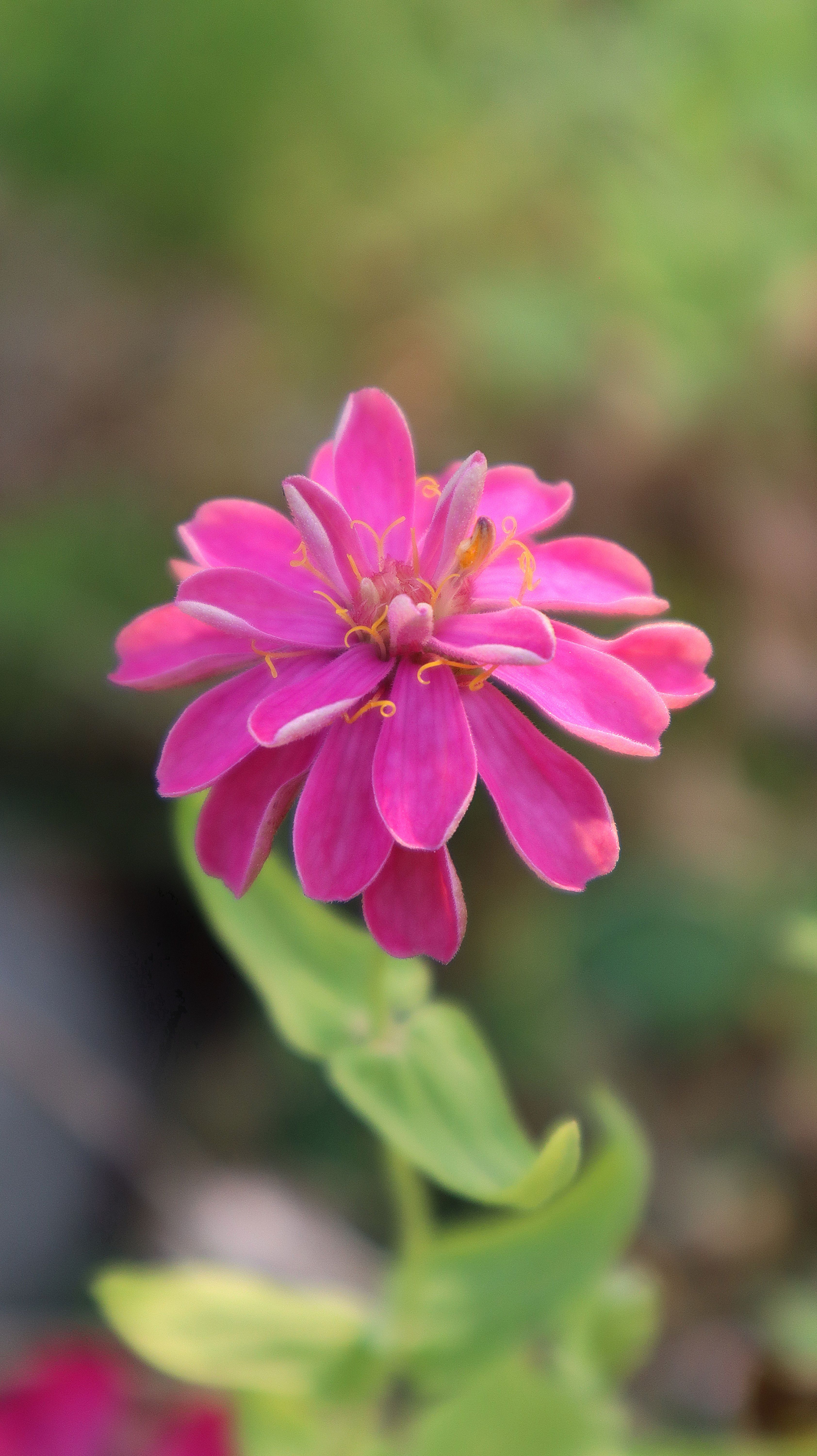 Close-up of a vibrant pink Zinnia flower in full bloom against a blurred green background.