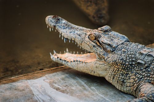 Free Detailed close-up of a Mugger Crocodile in Bangladesh, showing its teeth and textured skin. Stock Photo
