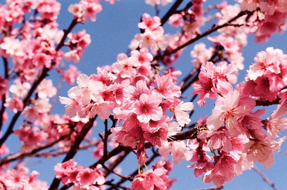 Beautiful cherry blossoms in full bloom against a clear blue sky, capturing the essence of spring.