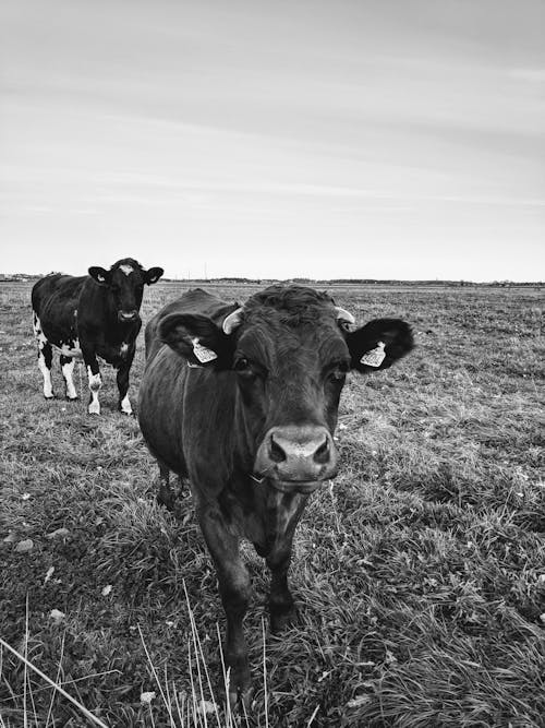 Free stock photo of cow