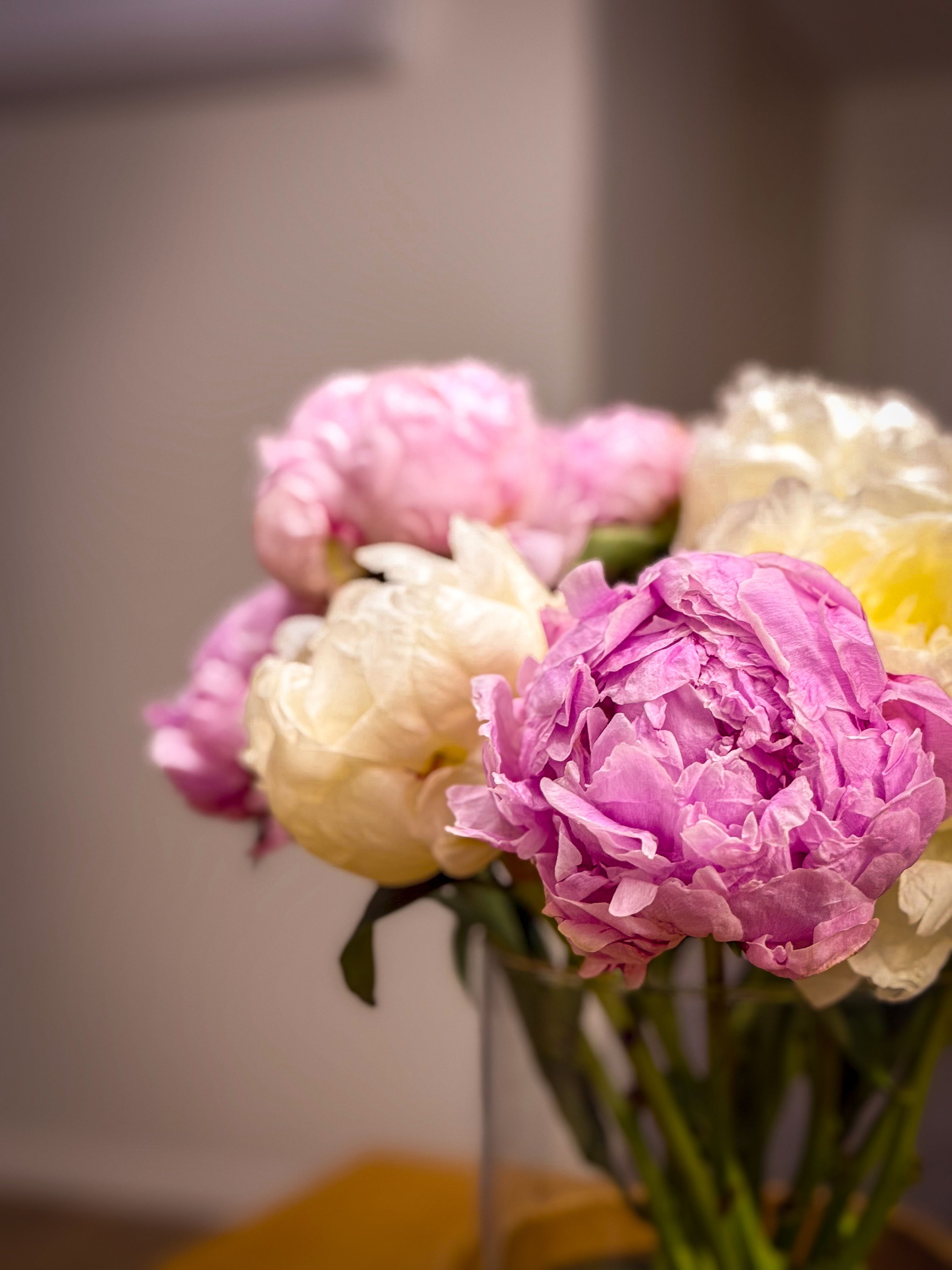 [ColoSach]-elegant-bouquet-of-pink-and-white-peonies-captured-indoors-with-soft-lighting.