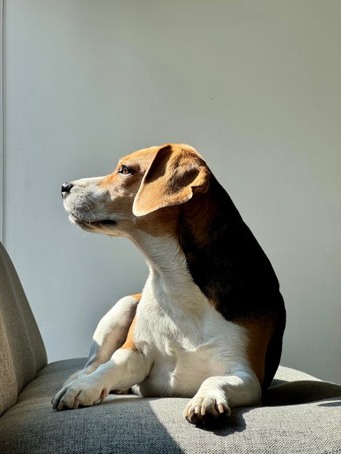A beagle dog lounges on a couch, bathed in warm sunlight indoors in CDMX, México.