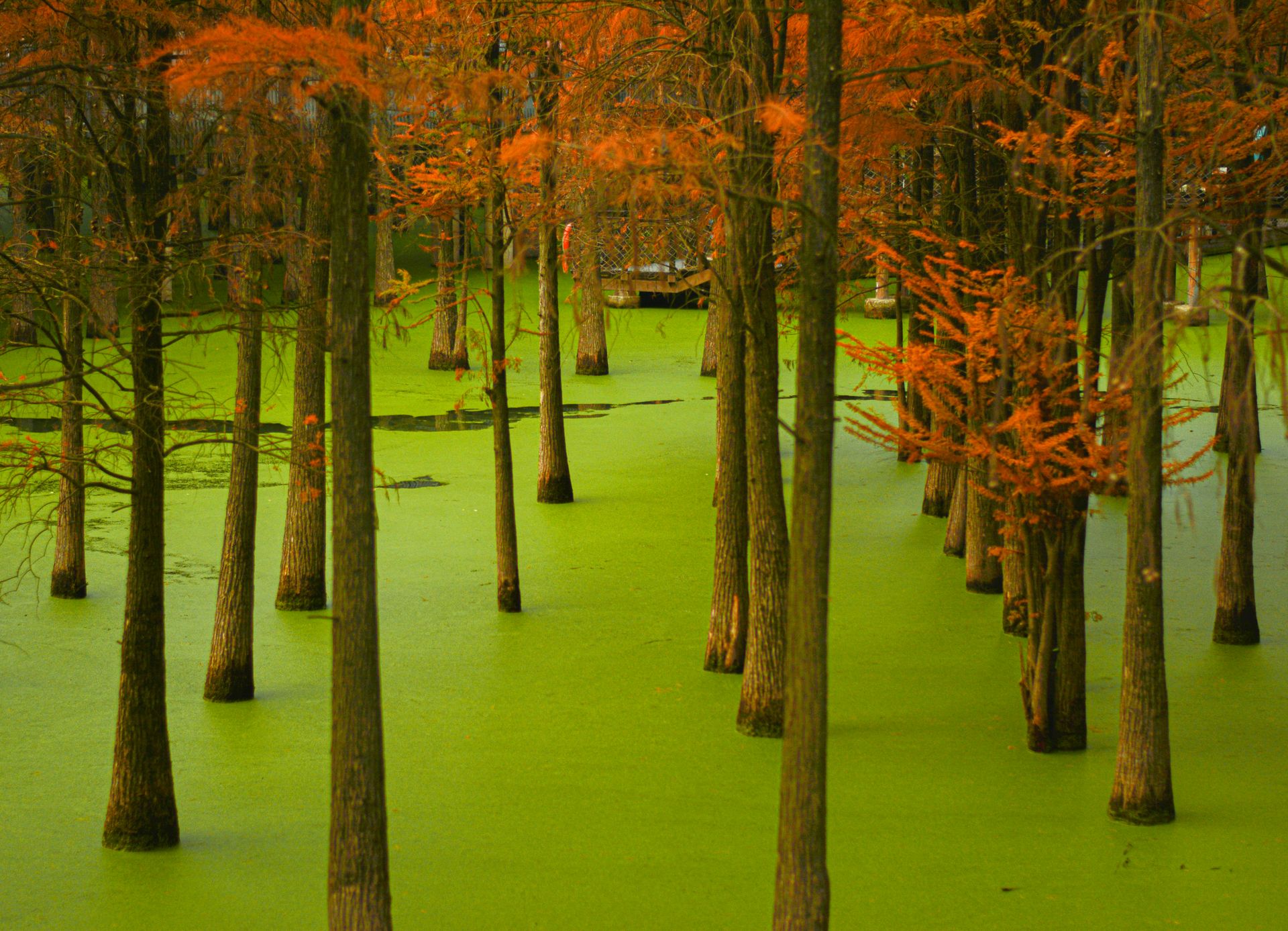 A tranquil scene of cypress trees in a vibrant green swamp during autumn, showcasing natural beauty.