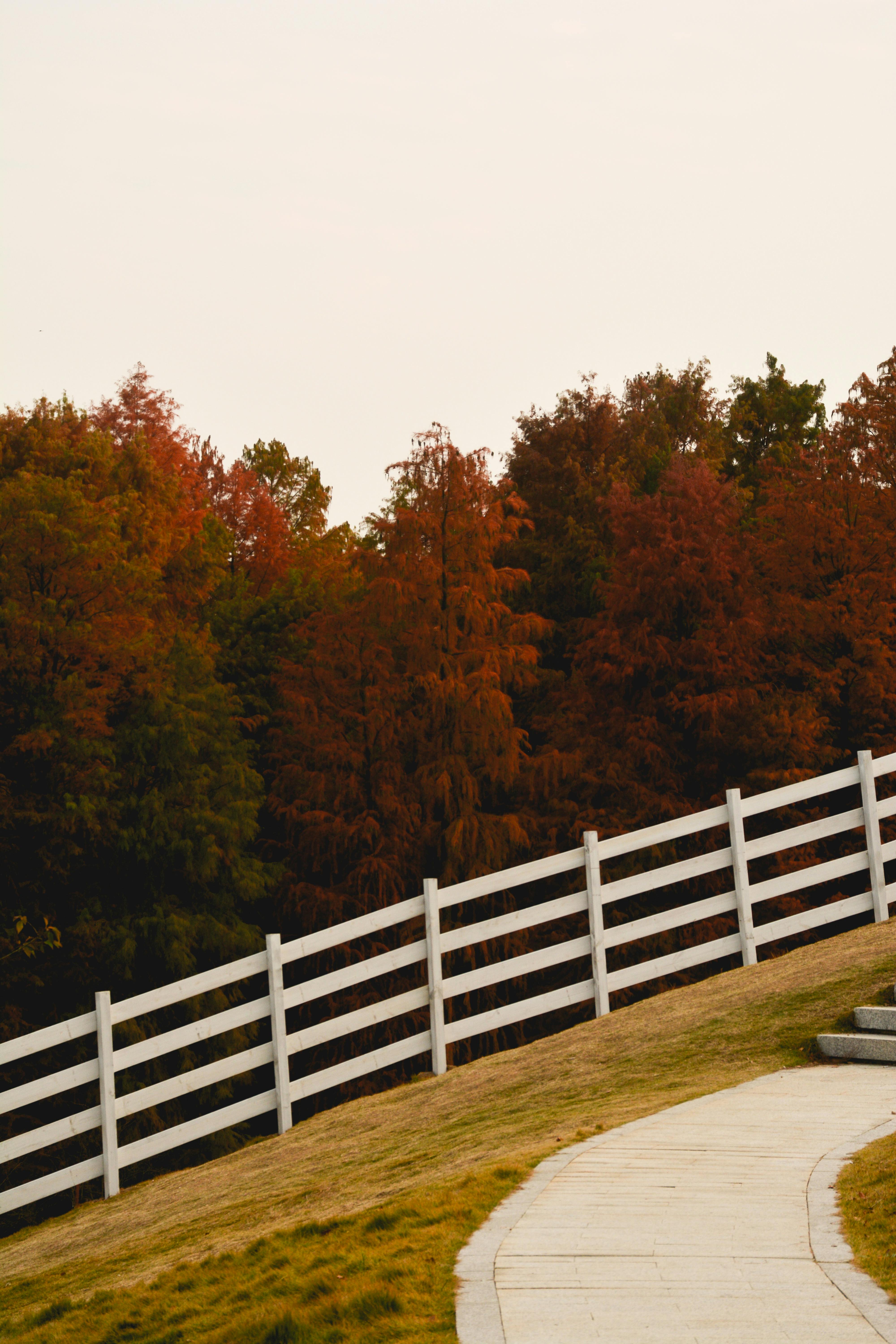 Autumn scene with colorful trees and a white fence along a winding path.