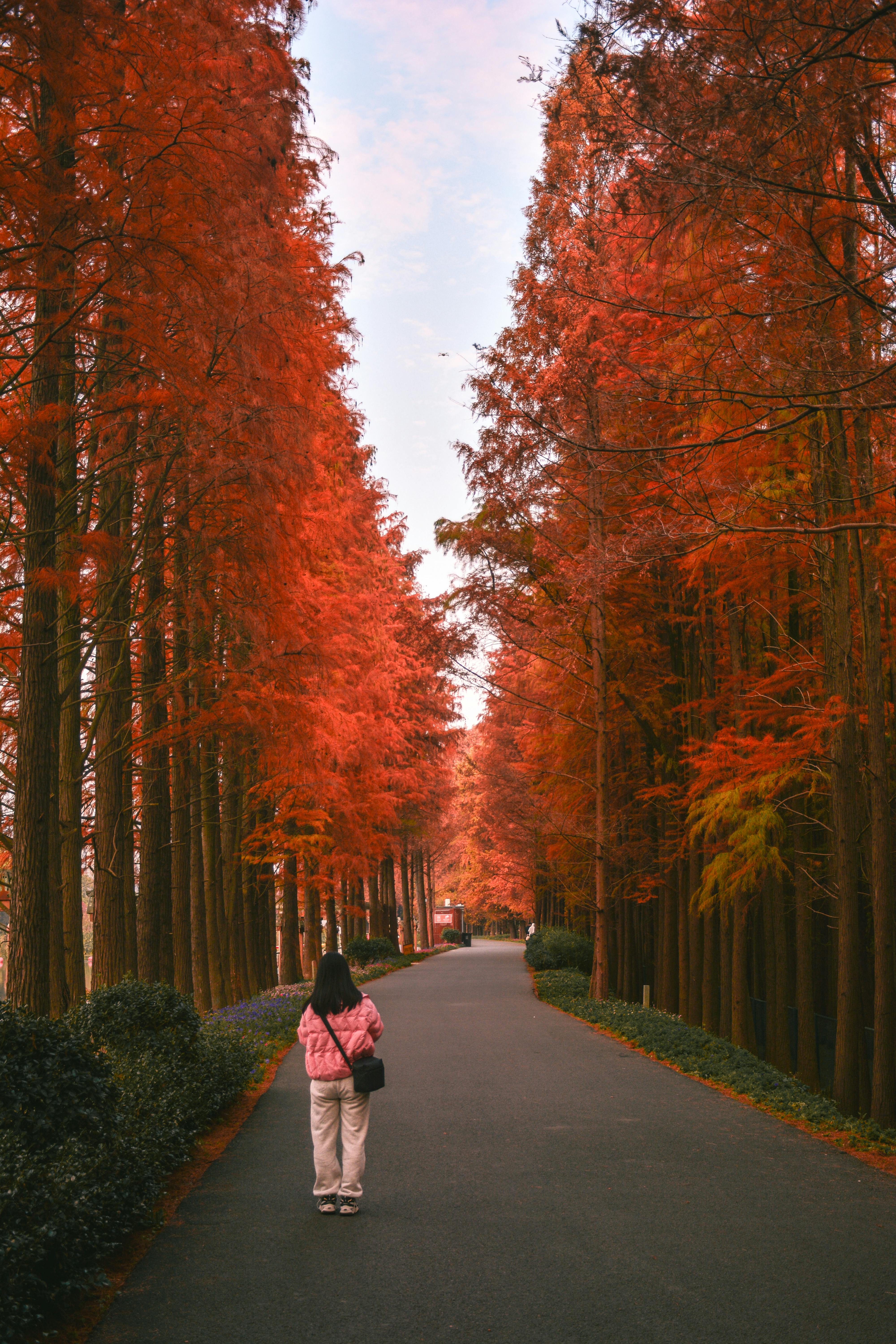 A serene autumn scene with a woman walking along a pathway lined with vivid red trees.