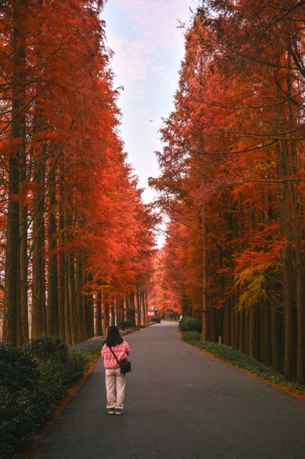 A serene autumn scene with a woman walking along a pathway lined with vivid red trees.
