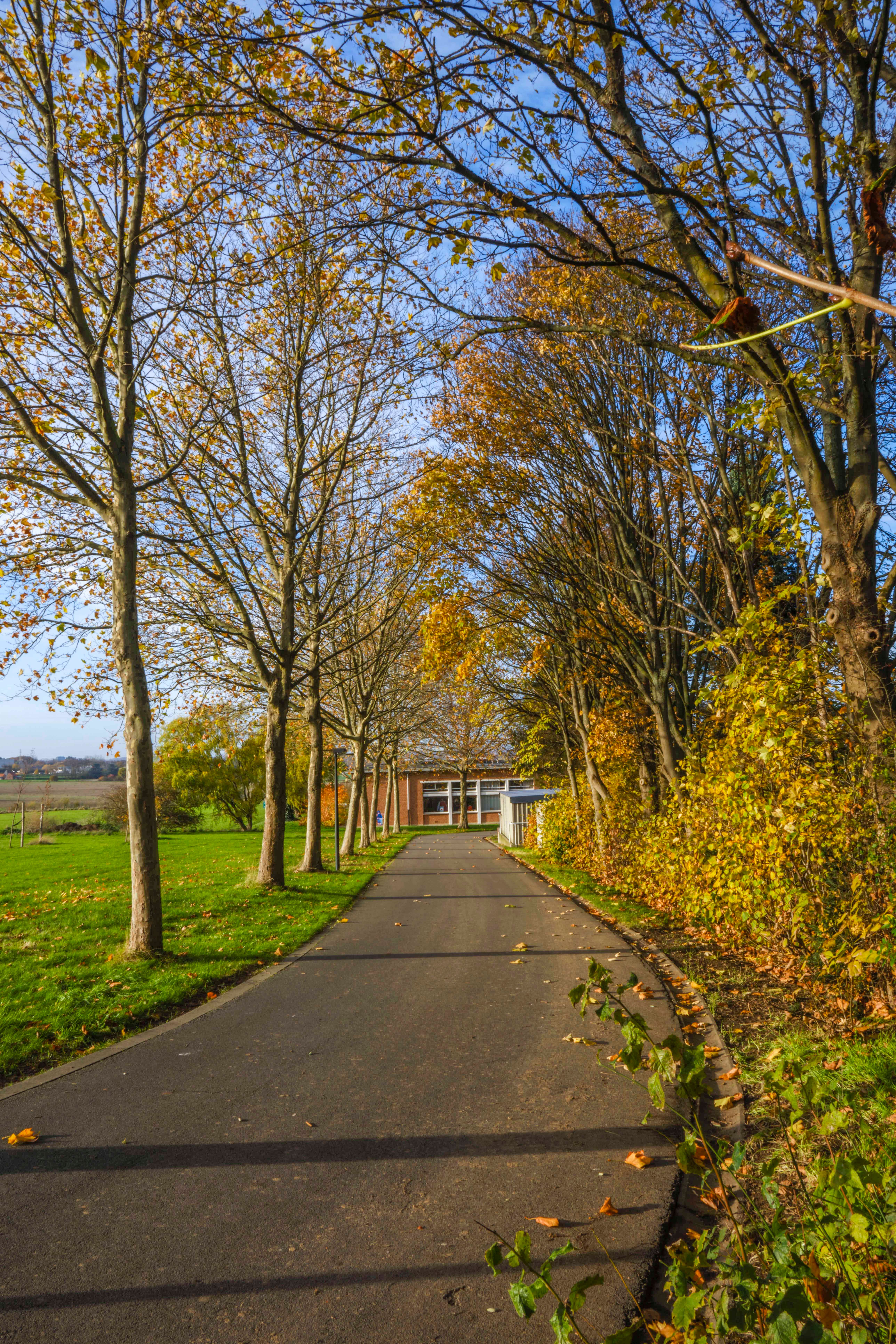 Scenic Autumn Path in Bierbeek, Belgium · Free Stock Photo