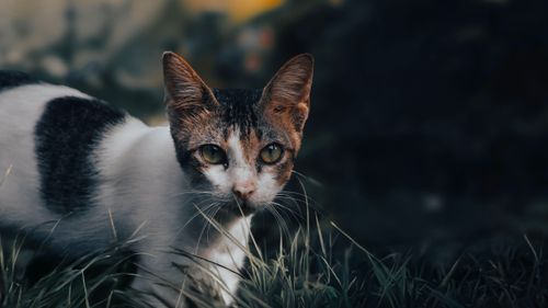 Free A close-up of a black and white cat in the grass, with a focused expression. Stock Photo