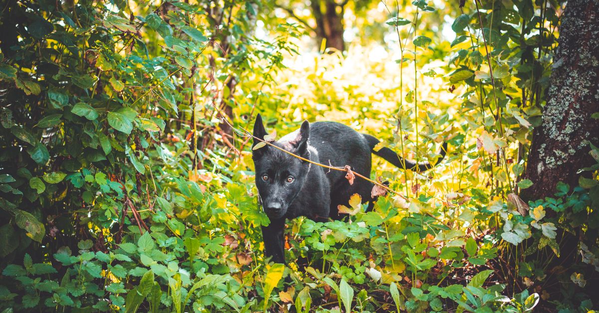 Um cachorro preto se esgueira cautelosamente por uma floresta verde vibrante em um ensolarado dia de verão na Estônia.