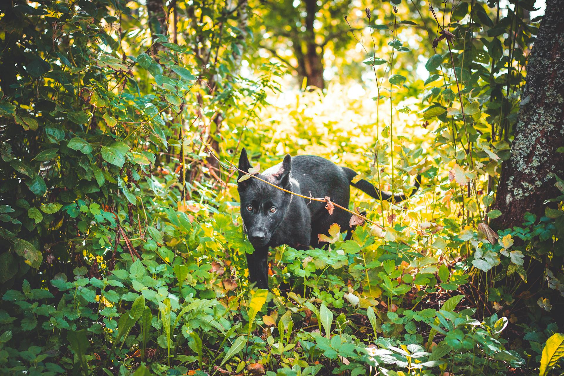 Le chien noir sur la forêt