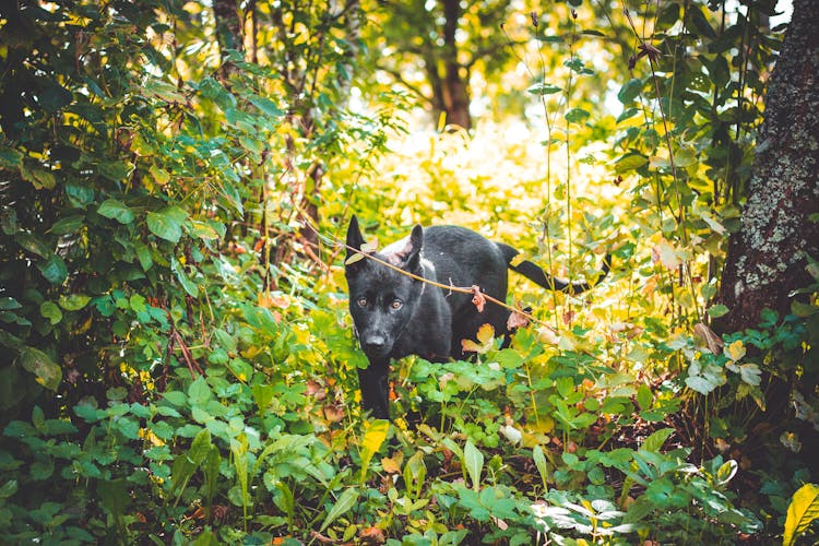 Black Dog On Forest