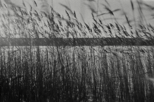 Free Artistic black and white image of reeds swaying by a calm lake, evoking a serene mood. Stock Photo