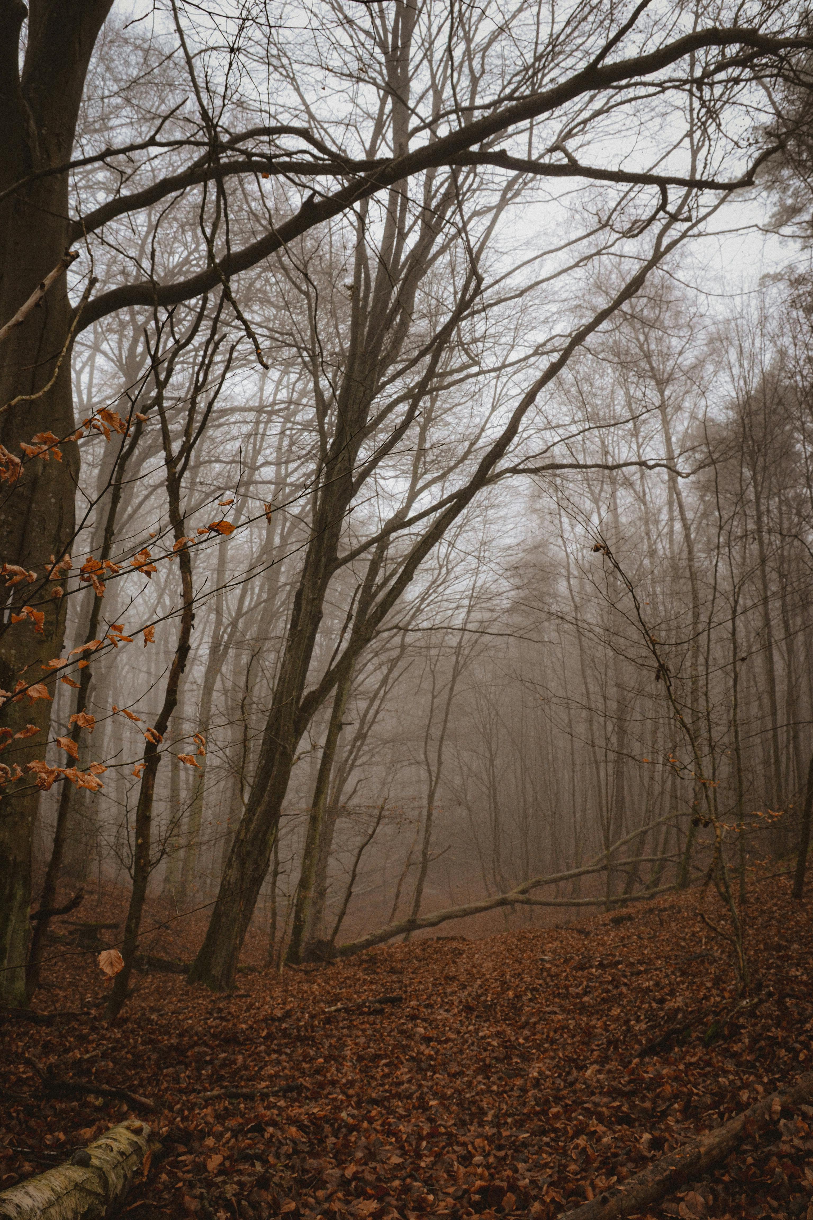 Eerie misty forest scene in autumn with bare trees and fallen leaves, creating a mysterious atmosphere.