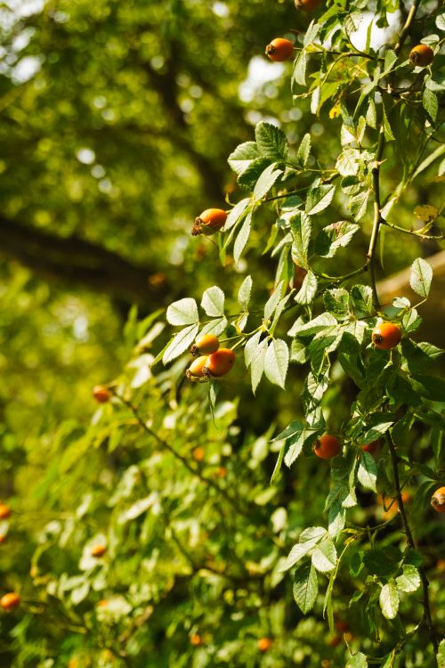 Free Close-up of vibrant rose hips on a branch in a sunlit garden, exuding a natural, fresh atmosphere. Stock Photo