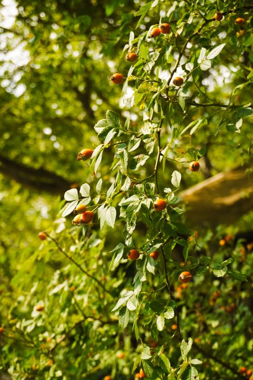 Free Close-up of sunlit rose hip branches with lush green leaves in a tranquil garden setting. Stock Photo
