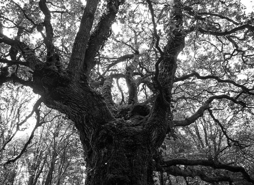 Free A striking black and white image of a majestic oak tree from below, showcasing its intricate branches. Stock Photo