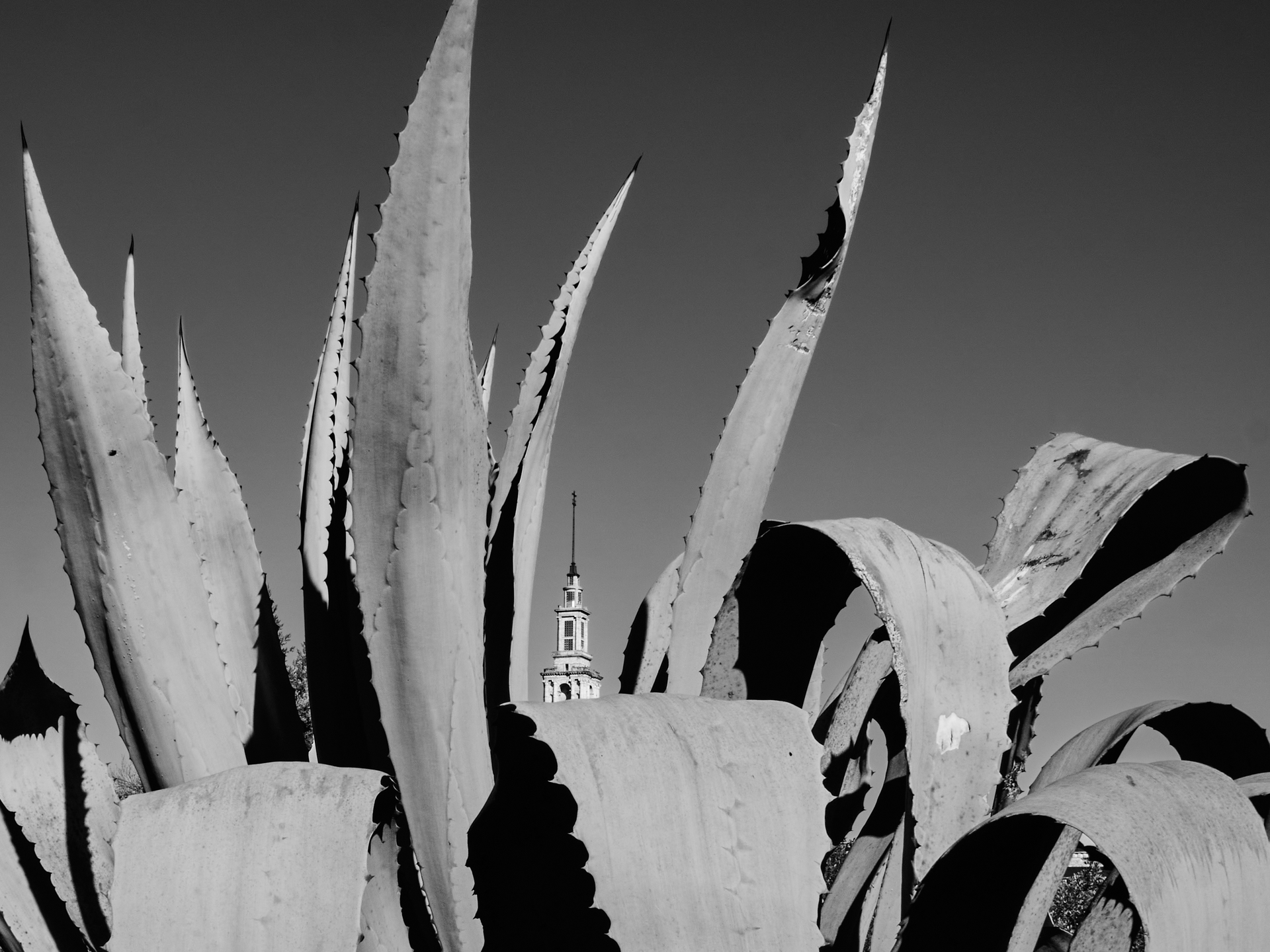 Black and white capture of towering agave leaves with a distant bell tower under clear skies.