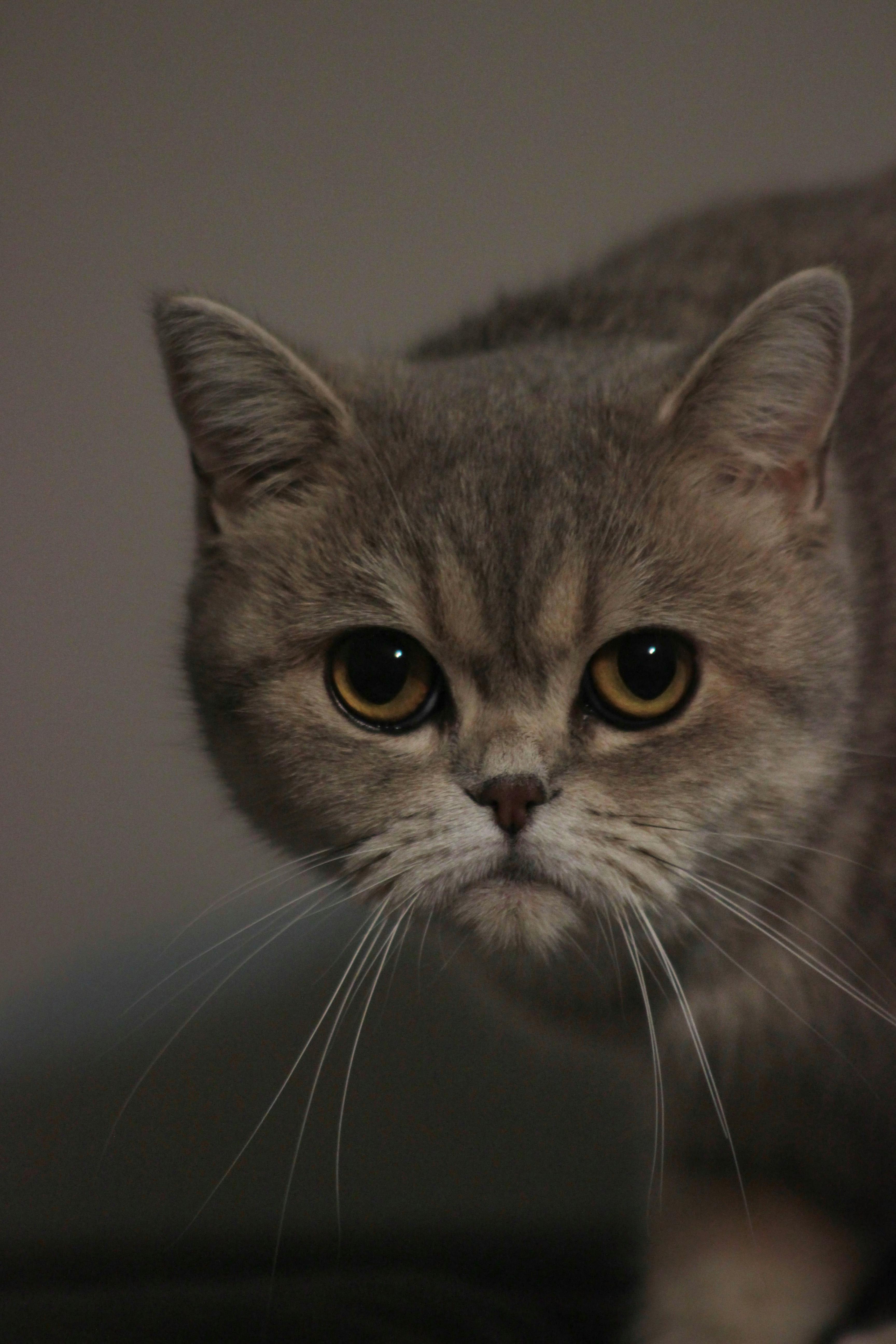 Exotic Shorthair Cat