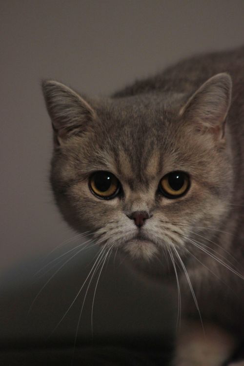 Free A detailed close-up of an exotic shorthair cat’s expressive face and big eyes. Stock Photo