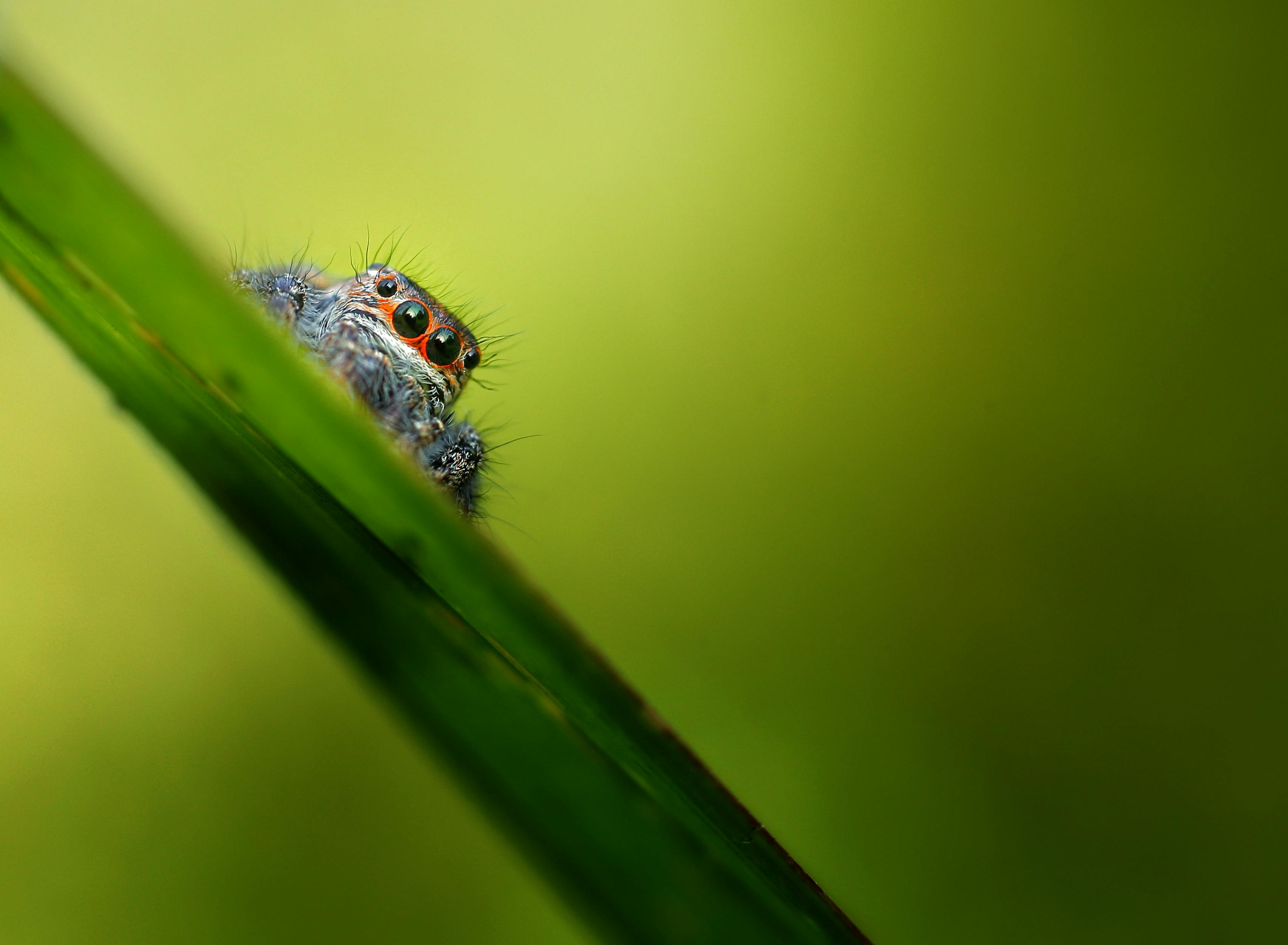 Close-up macro of a jumping spider on a leaf, displaying vivid details and colors.
