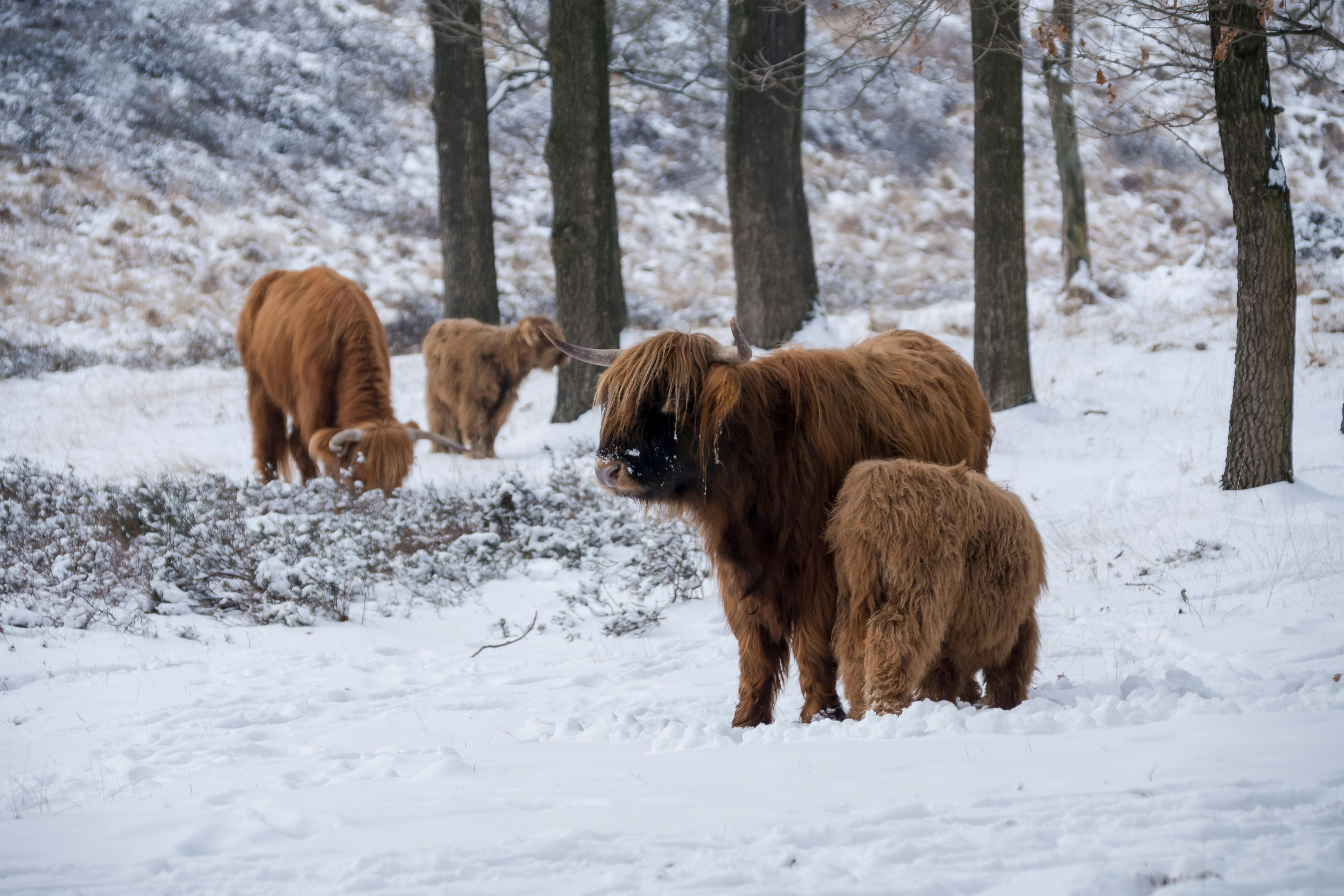 Gratuit Un groupe de bovins des Highlands dans une scène de forêt enneigée, mettant en valeur leur fourrure épaisse et leur environnement paisible. Photos
