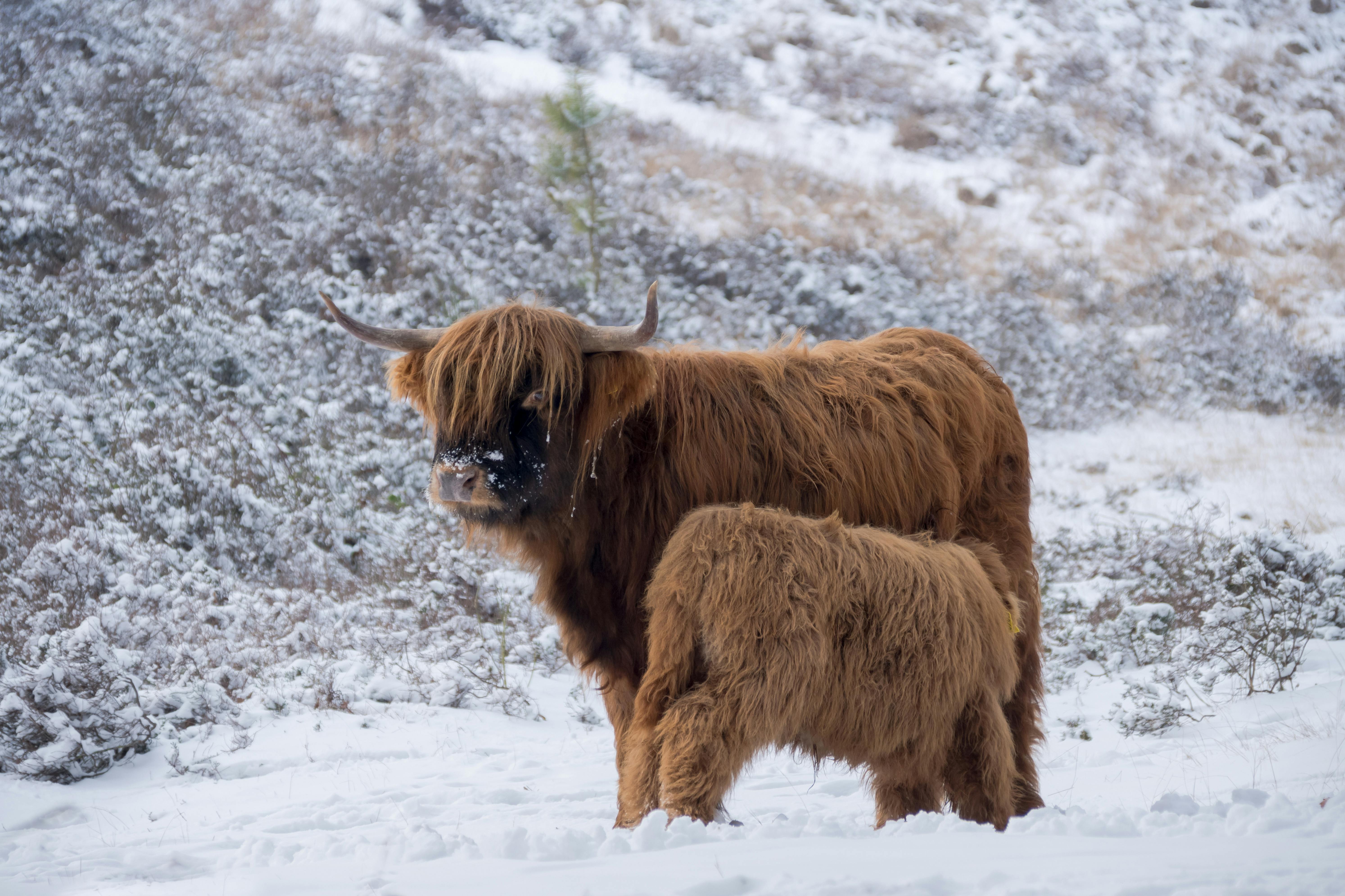 free-photo-of-majestic-highland-cattle-i