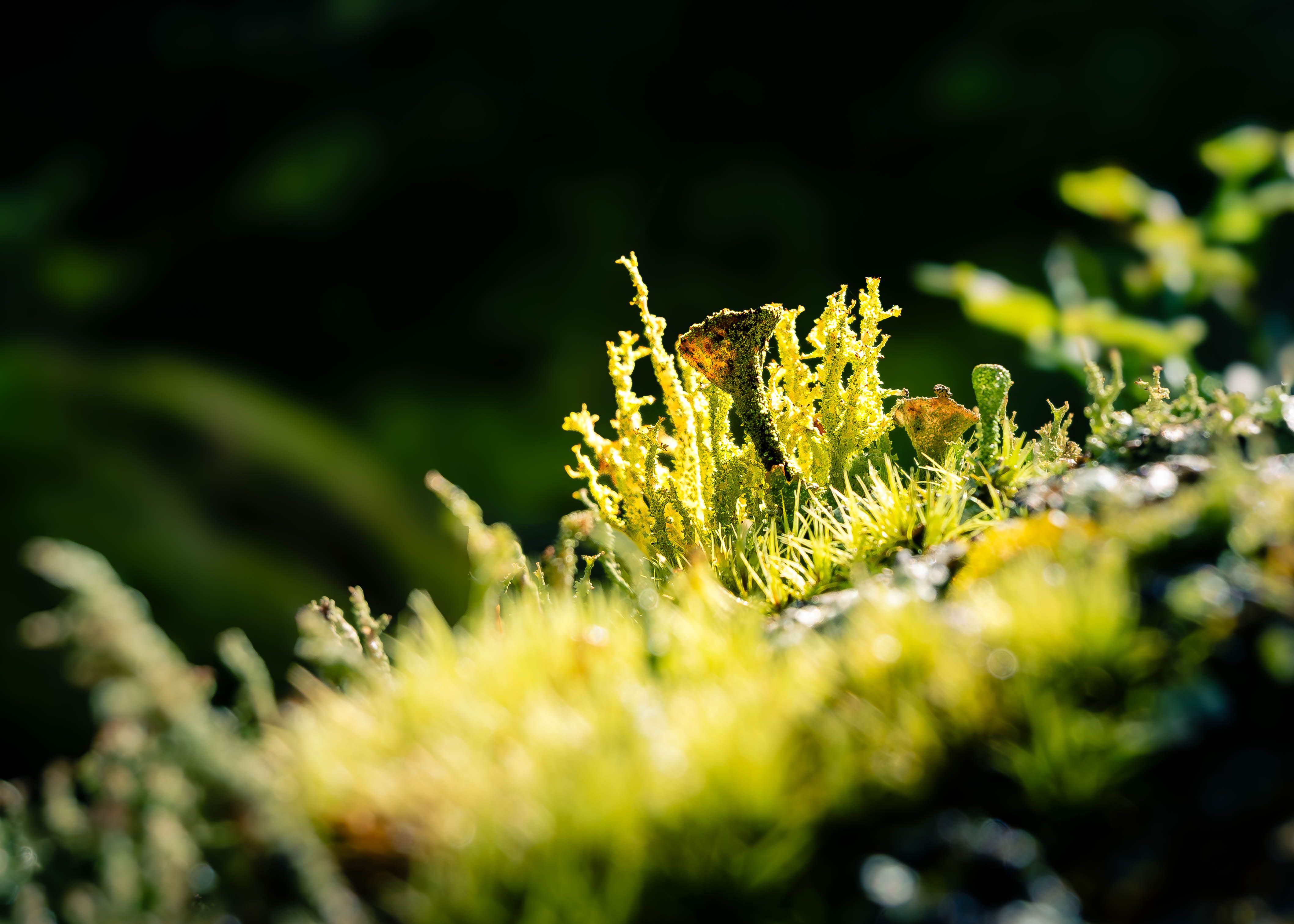 Lichen Simplex Chronicus (Neurodermatitis): Penyebab, Gejala, Diagnosis, dan Penanganan