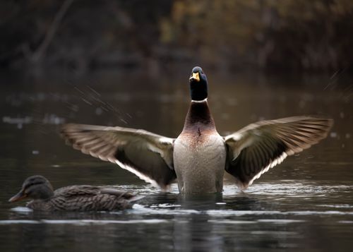 Free A male mallard duck spreads its wings on a calm lake alongside a female, creating a serene wildlife scene. Stock Photo