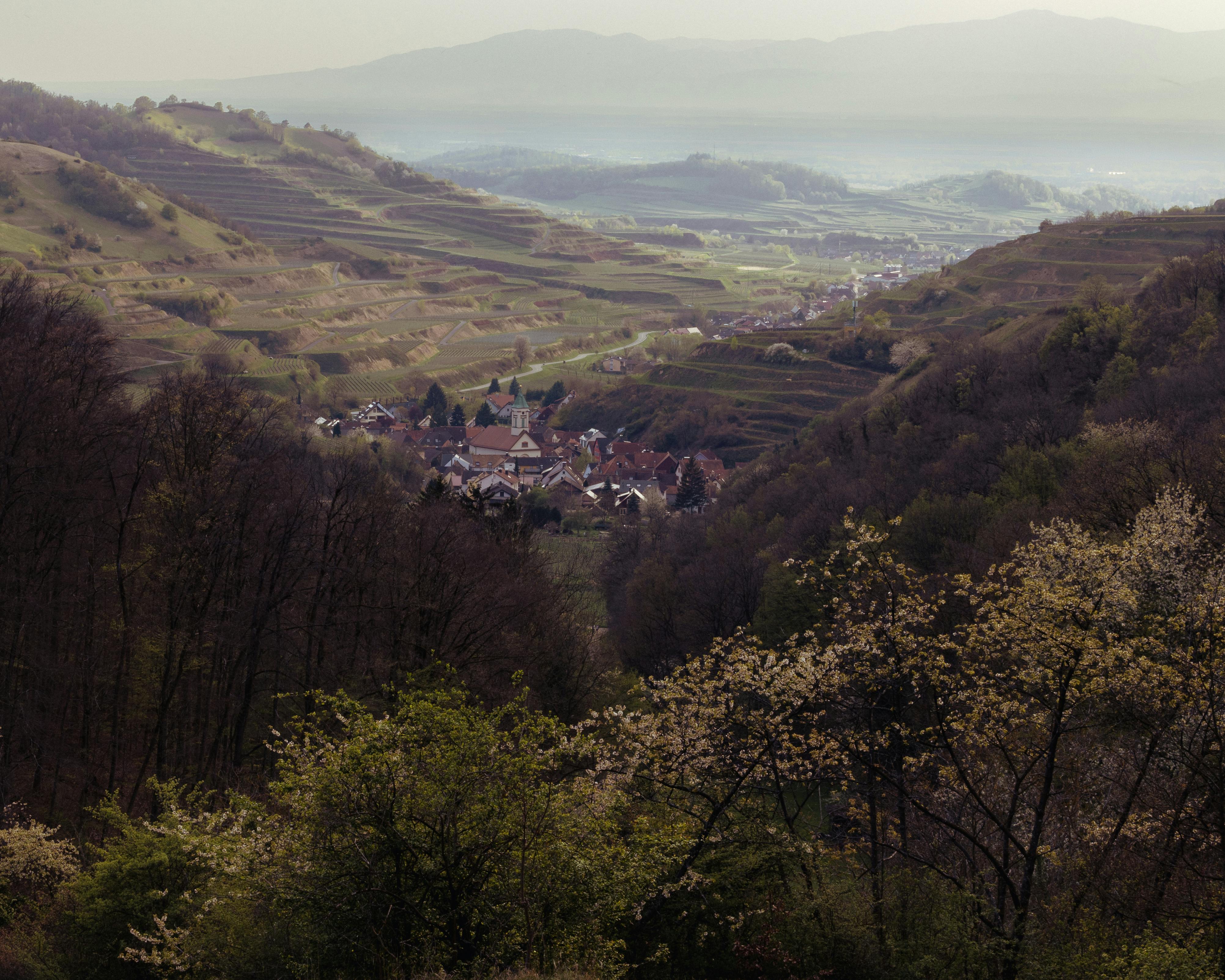 Vineyards and terraces, Umbrian landscape