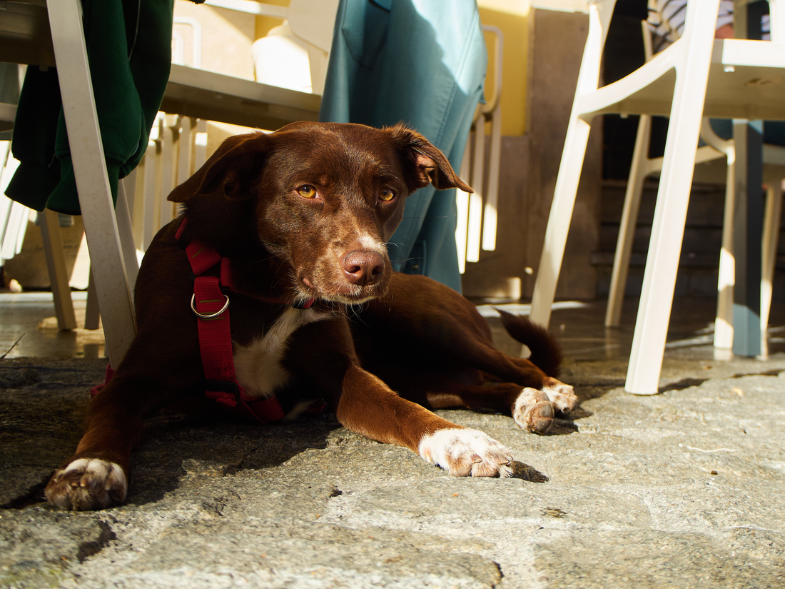 Dog-Friendly Restaurants in Dallas: Patios, Shade & Water - 2