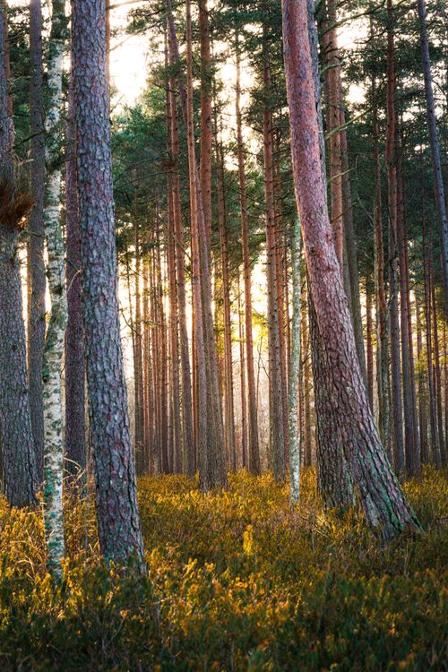 Free A tranquil pine forest with sunlight illuminating the trees, creating a peaceful ambiance. Stock Photo