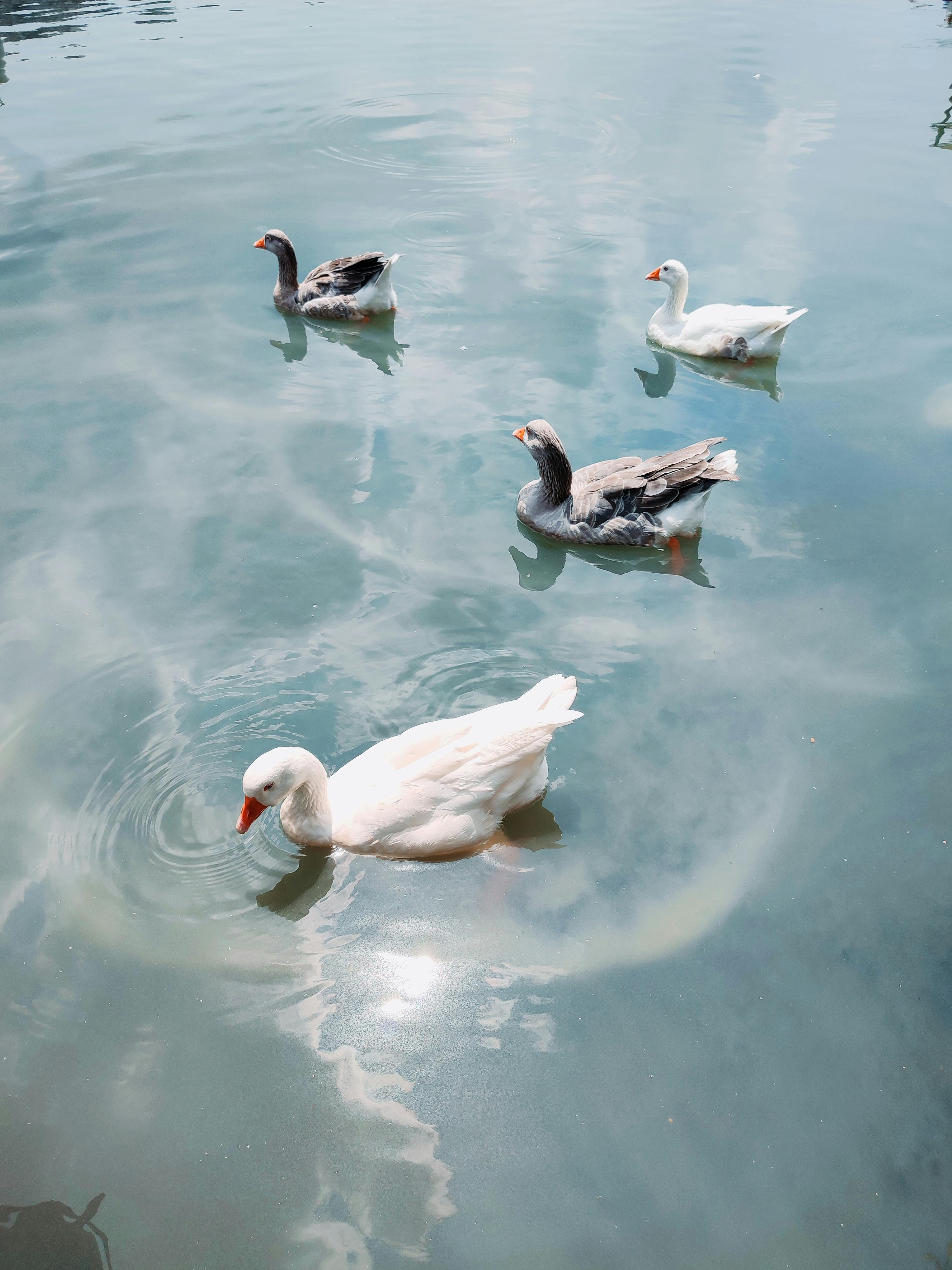 Four ducks gracefully swimming in clear, reflective waters in Istanbul, Türkiye.