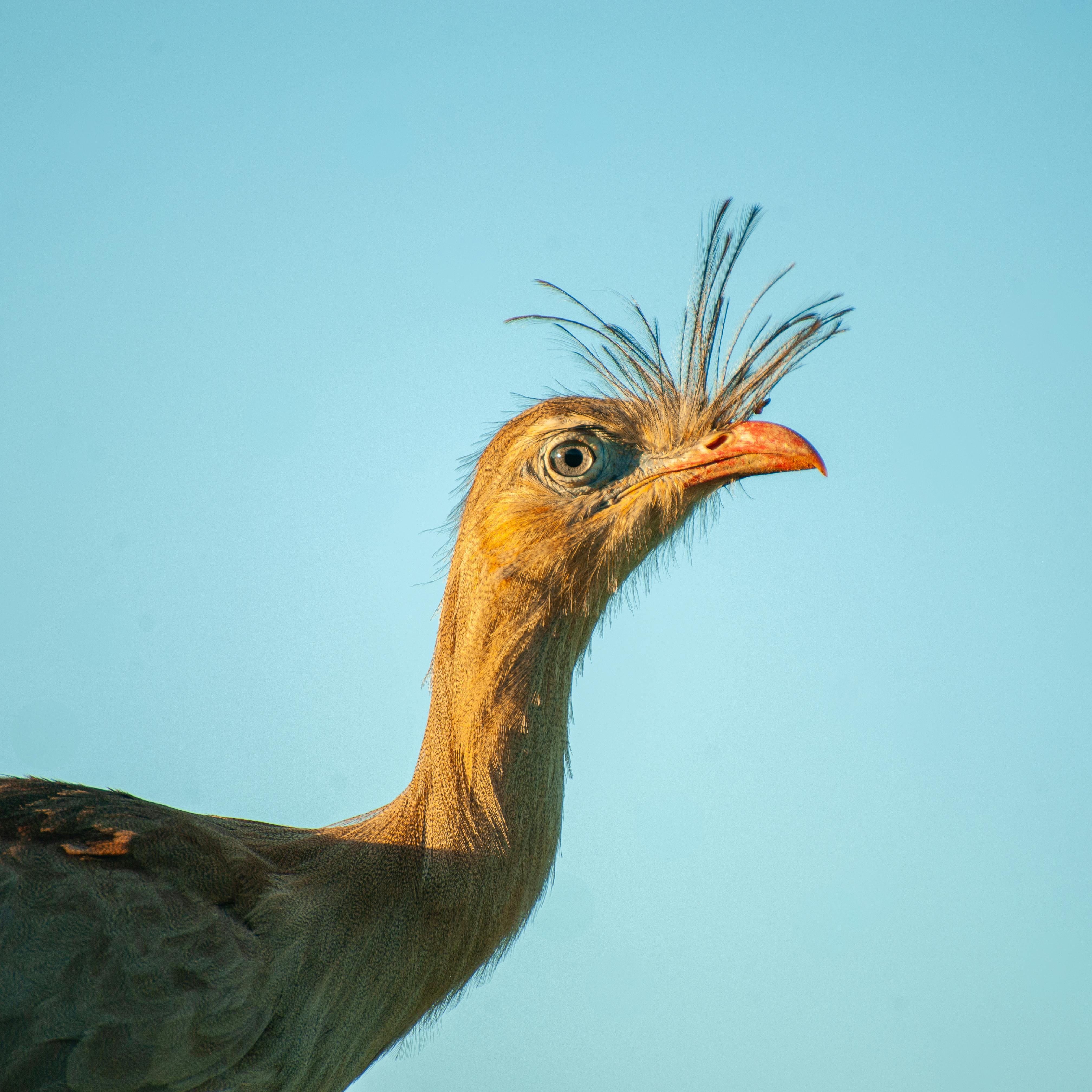 Close-up of a Red-legged Seriema (Cariama cristata) against a blue sky in Guimarânia, Brazil.