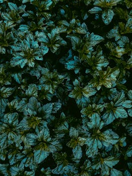 绿叶上的露珠特写，展现了户外大自然的勃勃生机