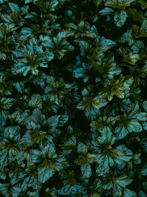 Close-up of green leaves covered with dewdrops, showcasing vibrant nature outdoors.