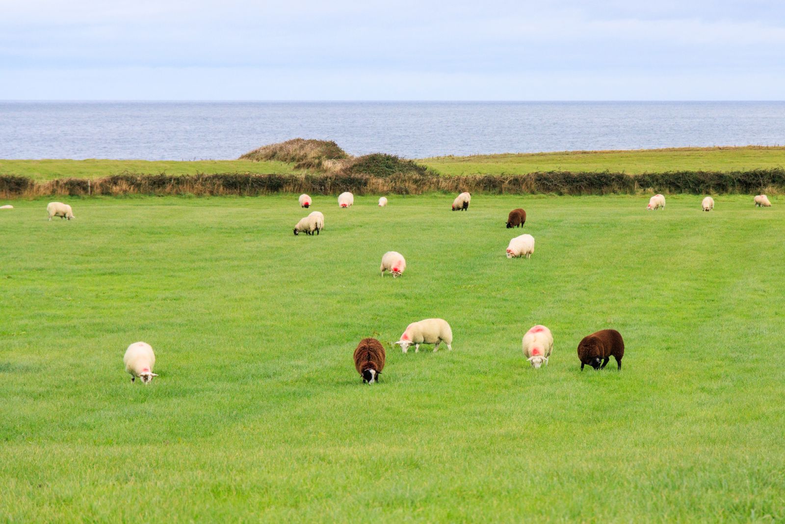 Landscape of sheep grazing on green fields along the Donegal coast, Ireland
