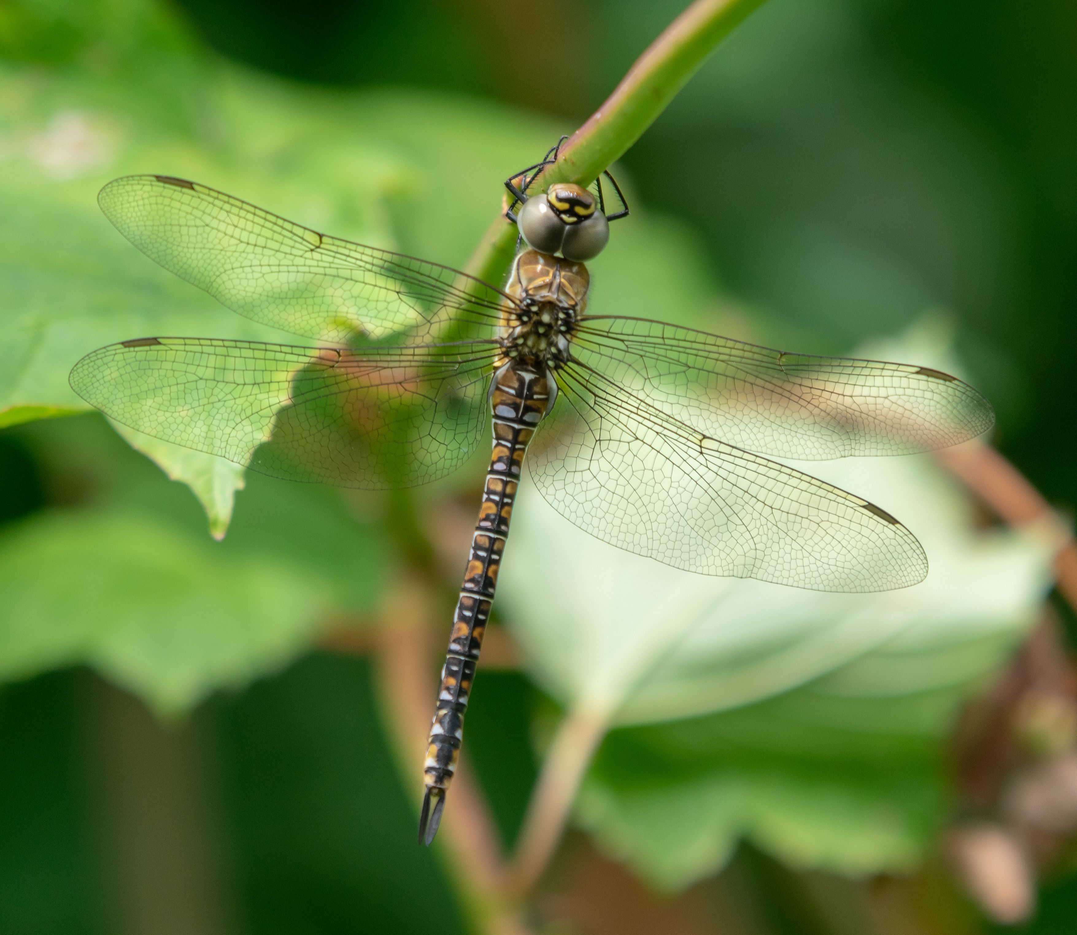 Close-up of a Dragonfly Resting on a Leaf · Free Stock Photo