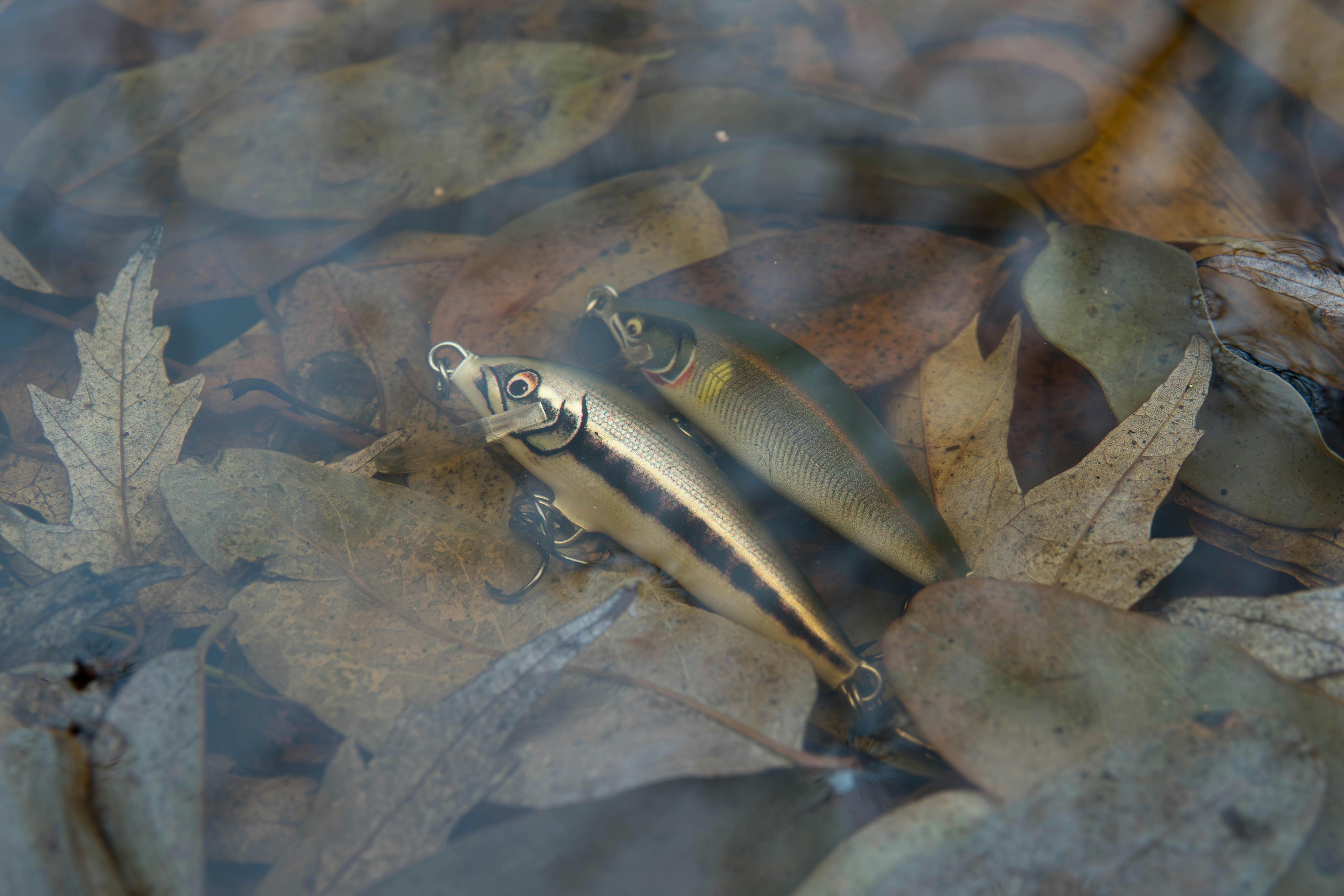 QCCA Fishing, Hunting and Outdoor Adventure Show returns this weekend — Photo by Bejan  Adrian on Pexels