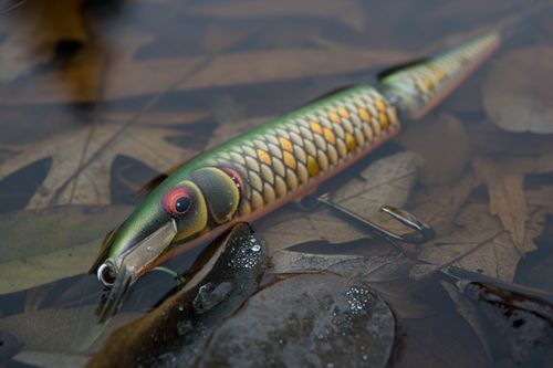 Free Close-up of a colorful fish lure in shallow water with autumn leaves. Stock Photo