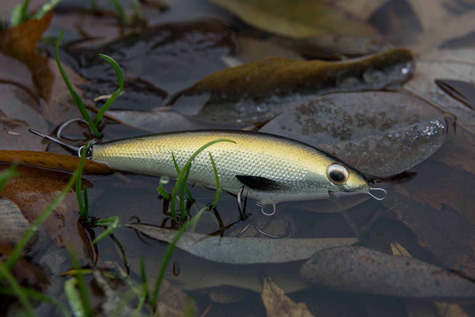 Realistic Fish Photos, Download The BEST Free Realistic Fish Stock ...